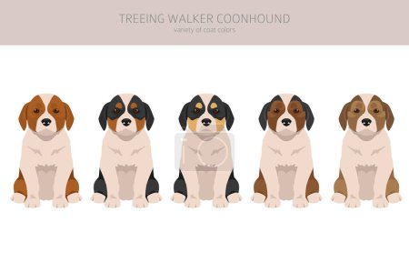 Téléchargez les photos : Treeing Walker coonhound chiots clipart. Différentes poses, couleurs de manteau réglées. Illustration vectorielle - en image libre de droit