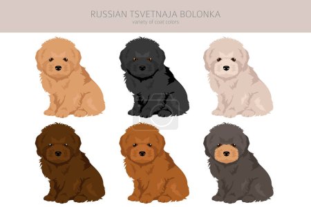 Ilustración de Ruso tsvetnaja bolonka cachorro clipart. Distintas poses, colores del abrigo establecidos. Ilustración vectorial - Imagen libre de derechos