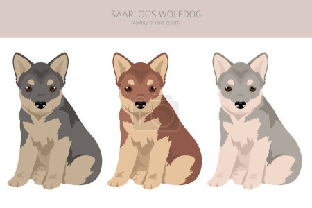 Illustration for Saarloos Wolfdog puppies clipart. All coat colors set.  All dog breeds characteristics infographic. Vector illustration - Royalty Free Image