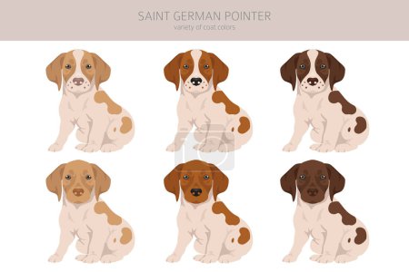 Ilustración de Clipart de cachorros Saint German Pointer. Todos los colores del abrigo establecidos. Todas las razas de perros características infografía. Ilustración vectorial - Imagen libre de derechos