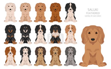 Illustration for Saluki Feathered puppies clipart. Different poses, coat colors set.  Vector illustration - Royalty Free Image