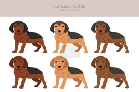 Illustration for Schiller Hound puppies clipart. All coat colors set.  All dog breeds characteristics infographic. Vector illustration - Royalty Free Image