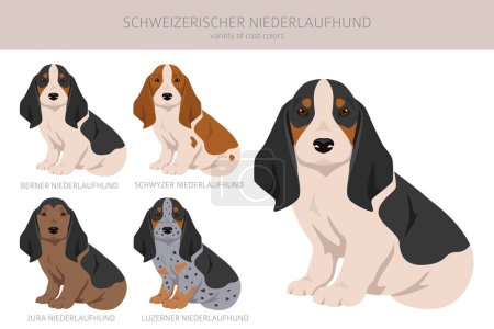 Ilustración de Schweizerischer Niederlaufhund, pequeño perrito suizo clipart. Todos los colores del abrigo establecidos. Todas las razas de perros características infografía. Ilustración vectorial - Imagen libre de derechos
