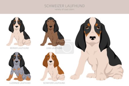 Ilustración de Schwyzer Laufhund, clipart de cachorros Swiss Hound. Todos los colores del abrigo establecidos. Todas las razas de perros características infografía. Ilustración vectorial - Imagen libre de derechos