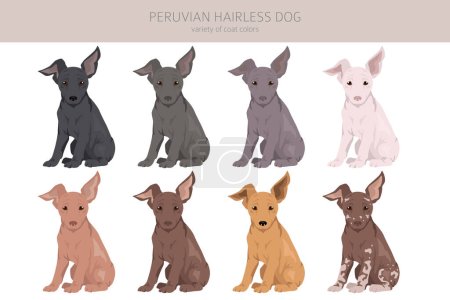 Illustration for Peruvian hairless dog puppy clipart. Different poses, coat colors set.  Vector illustration - Royalty Free Image