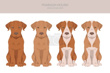 Téléchargez les illustrations : Pharaon chien de chasse clipart chiot. Différentes poses, couleurs de manteau réglées. Illustration vectorielle - en licence libre de droit
