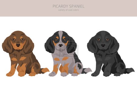 Illustration for Picardy Spaniel puppy clipart. All coat colors set.  All dog breeds characteristics infographic. Vector illustration - Royalty Free Image