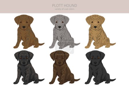 Ilustración de Plott cachorro de caza clipart. Distintas poses, colores del abrigo establecidos. Ilustración vectorial - Imagen libre de derechos