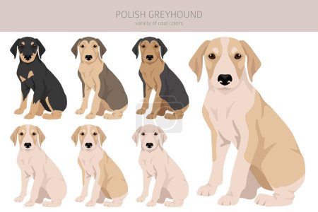 Téléchargez les illustrations : Clipart de chiot Greyhound polonais. Toutes les couleurs de manteau ensemble. Toutes les races de chiens caractéristiques infographie. Illustration vectorielle - en licence libre de droit