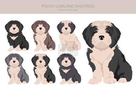Ilustración de Clipart de cachorro de perro pastor de tierras bajas polaco. Distintas poses, colores del abrigo establecidos. Ilustración vectorial - Imagen libre de derechos
