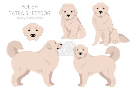 Téléchargez les photos : Clipart polonais Tatra Sheepdog. Toutes les couleurs de manteau ensemble. Toutes les races de chiens caractéristiques infographie. Illustration vectorielle - en image libre de droit