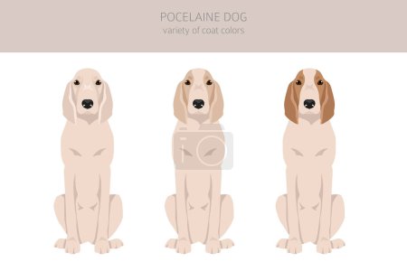 Téléchargez les photos : Clipart de chien en porcelaine. Différentes poses, couleurs de manteau réglées. Illustration vectorielle - en image libre de droit