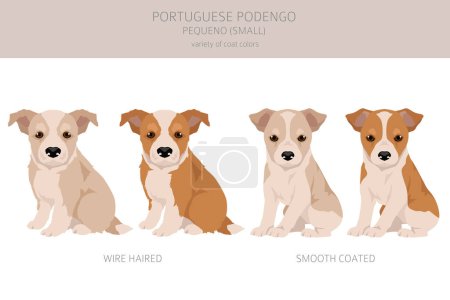 Illustration for Portuguese Podengo Pequeno puppy clipart. Different poses, coat colors set.  Vector illustration - Royalty Free Image