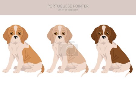 Ilustración de Portugués puntero cachorro clipart. Distintas poses, colores del abrigo establecidos. Ilustración vectorial - Imagen libre de derechos