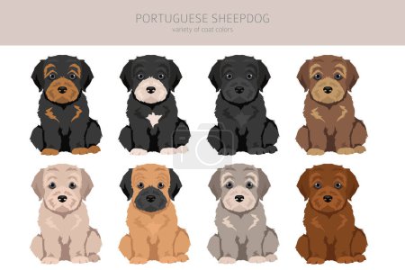 Illustration for Portuguese Sheepdog puppy clipart. Different poses, coat colors set.  Vector illustration - Royalty Free Image
