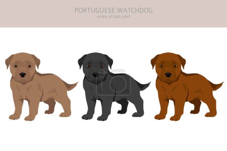 Téléchargez les illustrations : Chiots chien de garde portugais clipart. Toutes les couleurs de manteau ensemble. Toutes les races de chiens caractéristiques infographie. Illustration vectorielle - en licence libre de droit