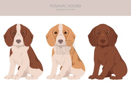 Illustration for Posavac Hound puppy clipart. All coat colors set.  All dog breeds characteristics infographic. Vector illustration - Royalty Free Image