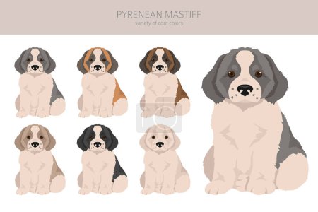 Illustration for Pyrenean mastiff puppy clipart. Different poses, coat colors set.  Vector illustration - Royalty Free Image