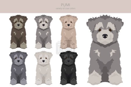 Illustration for Pumi puppy clipart. Different poses, coat colors set.  Vector illustration - Royalty Free Image