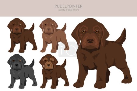 Ilustración de Pudelpointer cachorros clipart. Distintas poses, colores del abrigo establecidos. Ilustración vectorial - Imagen libre de derechos