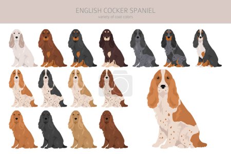 Illustration for English cocker spaniel clipart. Different poses, coat colors set.  Vector illustration - Royalty Free Image
