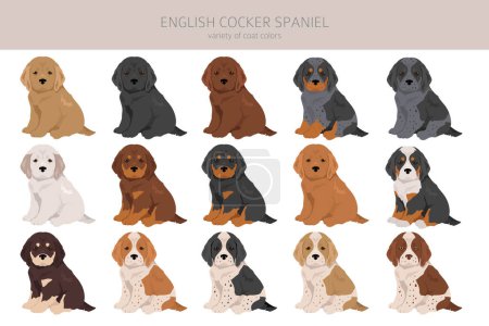 Illustration for English cocker spaniel clipart. Different poses, coat colors set.  Vector illustration - Royalty Free Image