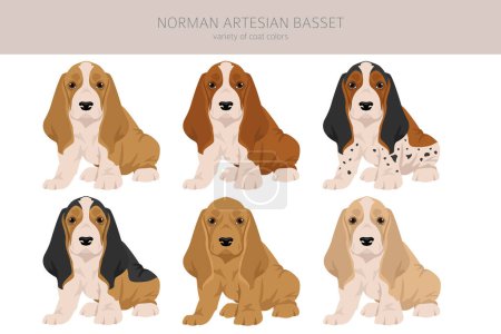 Illustration for Norman Artesian Basset puppy clipart. All coat colors set.; All dog breeds characteristics infographic. Vector illustration - Royalty Free Image
