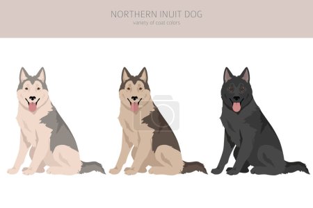 Illustration for Northern Inuit dog clipart. All coat colors set.; All dog breeds characteristics infographic. Vector illustration - Royalty Free Image