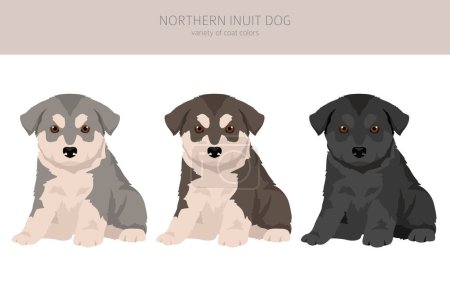 Illustration for Northern Inuit dog puppy clipart. All coat colors set.; All dog breeds characteristics infographic. Vector illustration - Royalty Free Image