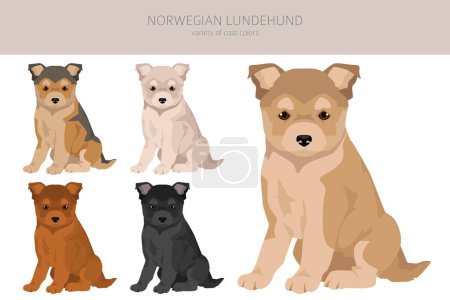Téléchargez les photos : Clipart de chiot norvégien Lundehund. Toutes les couleurs de manteau ensemble. ; Toutes les races de chiens caractéristiques infographie. Illustration vectorielle - en image libre de droit