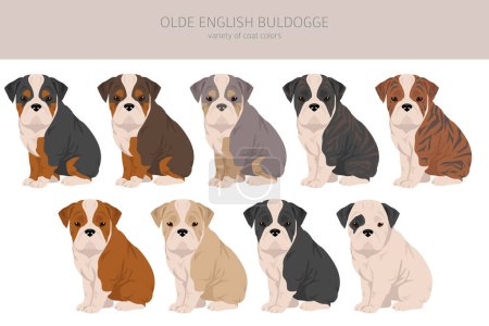 Illustration for Olde English Bulldogge, Leavitt Bulldog puppies clipart. Different poses, coat colors set.  Vector illustration - Royalty Free Image