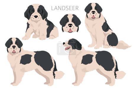 Téléchargez les photos : Clipart de chien Landseer. Différentes couleurs de manteau ensemble. Illustration vectorielle - en image libre de droit