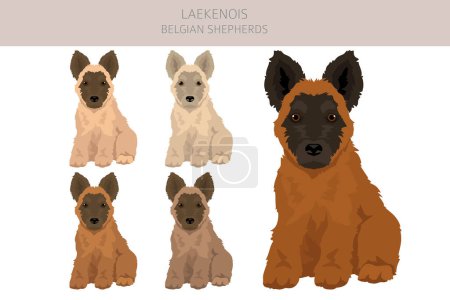Belgian Laekenois puppy clipart. Different poses, coat colors set.  Vector illustration