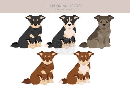 Illustration for Lapponian Herder puppy clipart. Different poses, coat colors set.  Vector illustration - Royalty Free Image