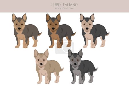 Lupo Italiano clipart. Different coat colors set.  Vector illustration