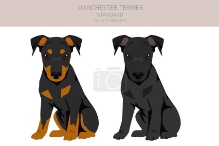 Manchester Terrier Standard Welpen Cliparts. Verschiedene Posen, festgelegte Fellfarben. Vektorillustration