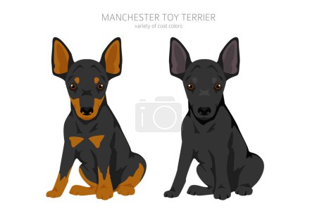 Manchester Toy Terrier Welpen Clipart. Verschiedene Posen, festgelegte Fellfarben. Vektorillustration
