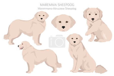 Maremma sheepdog clipart. Distintas poses, colores del abrigo establecidos. Ilustración vectorial
