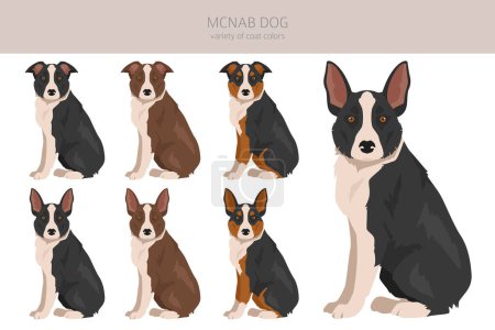 McNab dog clipart. All coat colors set.  All dog breeds characteristics infographic. Vector illustration