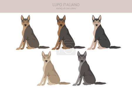 Illustration for Lupo Italiano clipart. Different coat colors set.  Vector illustration - Royalty Free Image