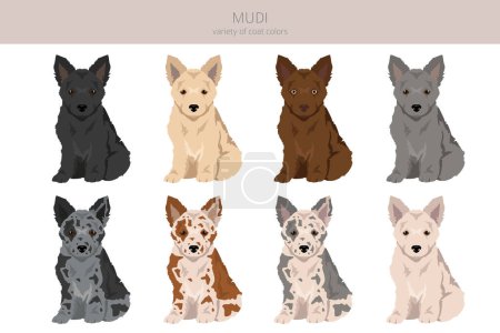 Clipart de cachorro Mudi. Distintas poses, colores del abrigo establecidos. Ilustración vectorial