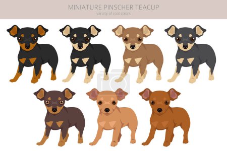 Miniature pinscher teacup puppy clipart. Different poses, coat colors set.  Vector illustration