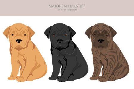 Illustration for Majorcan Mastiff puppies clipart. All coat colors set.  All dog breeds characteristics infographic. Vector illustration - Royalty Free Image
