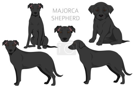 Clipart de chien de berger Majorque. Toutes les couleurs de manteau ensemble. Toutes les races de chiens caractéristiques infographie. Illustration vectorielle