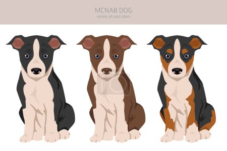 McNab dog puppy clipart. All coat colors set.  All dog breeds characteristics infographic. Vector illustration
