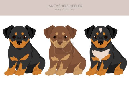 Lancashire Heeler puppy clipart. Different poses, coat colors set.  Vector illustration