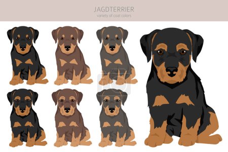 Illustration for Jagdterrier puppy clipart. Different poses, coat colors set.  Vector illustration - Royalty Free Image