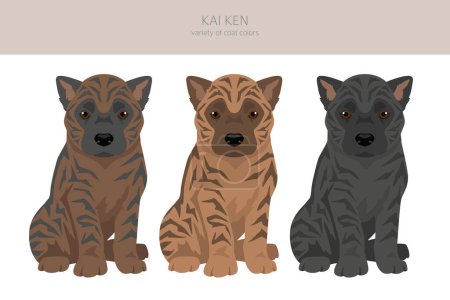 Clipart de cachorro de Kai Ken. Distintas poses, colores del abrigo establecidos. Ilustración vectorial