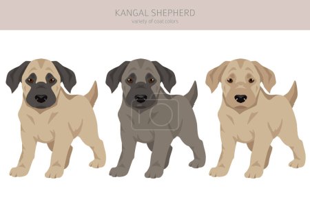 Téléchargez les photos : Clipart chiot chien Kangal Shepherd. Différentes couleurs de manteau ensemble. Illustration vectorielle - en image libre de droit
