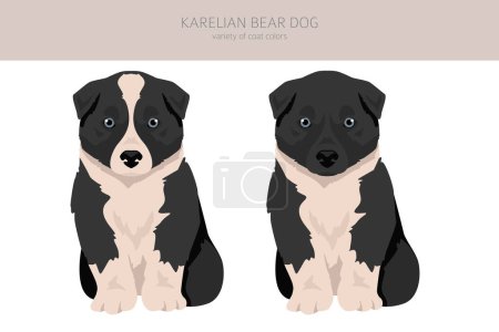 Illustration for Karelian bear dog puppy clipart. Different poses, coat colors set.  Vector illustration - Royalty Free Image